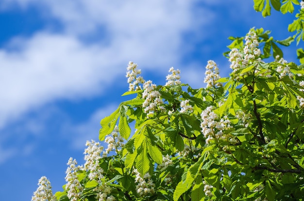 Castanheiro com flores desabrochando da primavera contra o céu azul, fundo floral sazonal