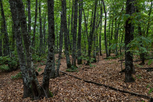 Castanheiro em Montanchez.