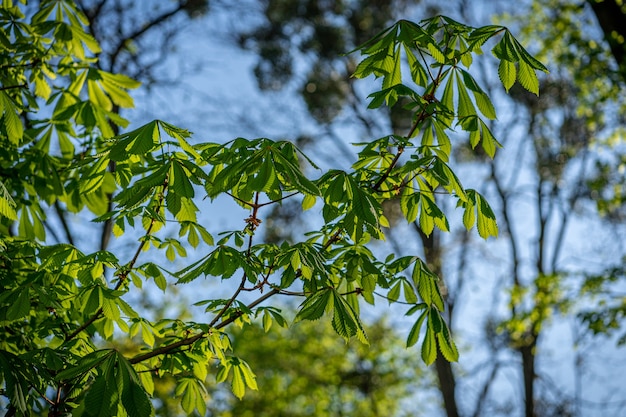 El castaño Castanea sativa visto hacia arriba