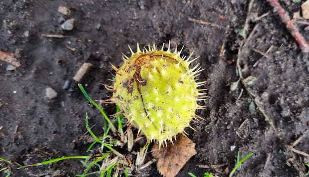 Castaño espinoso verde en la tierra.