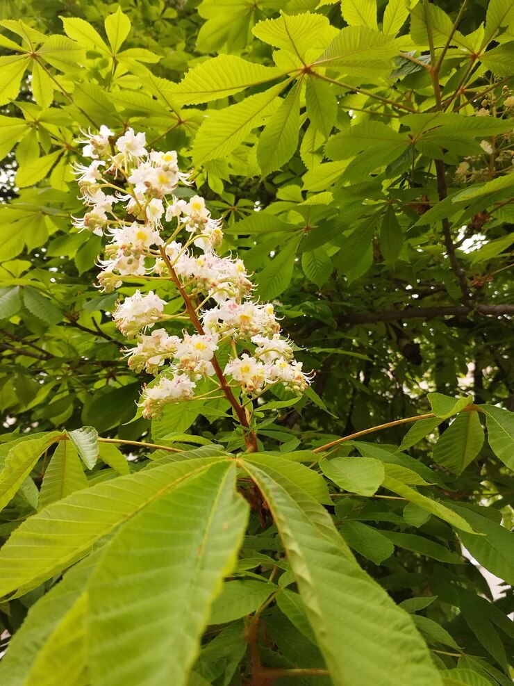 castaño en flor en primavera en el jardín