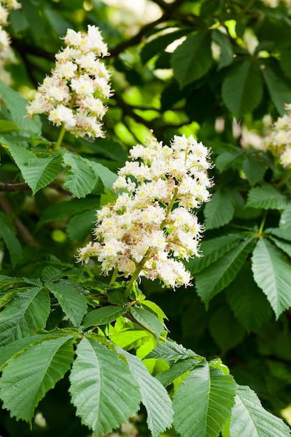 Castaño floreciente en la primavera