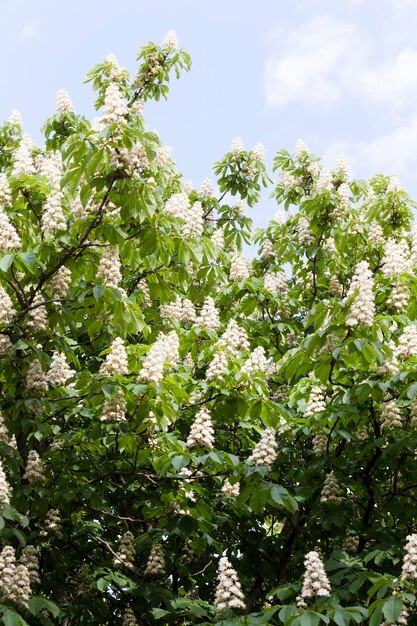 Castaño floreciente en la primavera