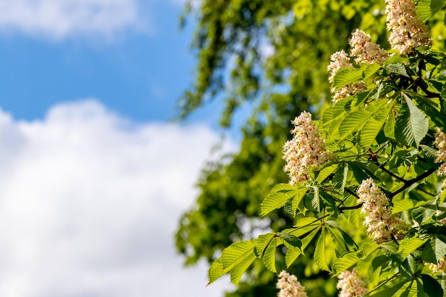 Castaño con flores blancas en un clima soleado en el fondo del cielo azul