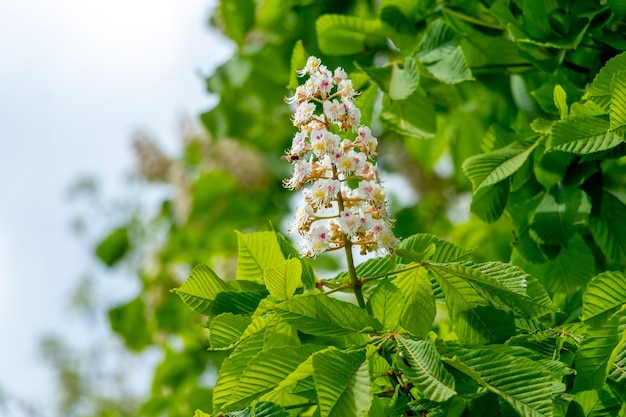 Castaño con flores blancas en tiempo soleado Flores de castaño