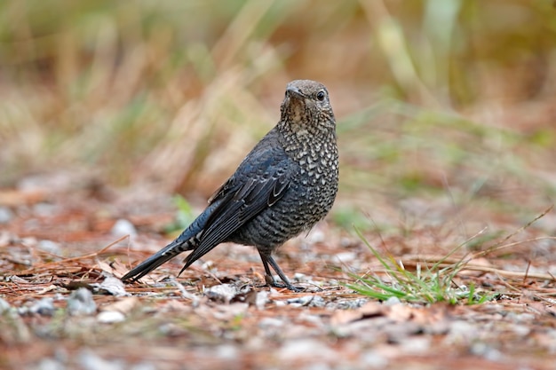 Castaño-hinchado Rockthrush Monticola Aves de Tailandia