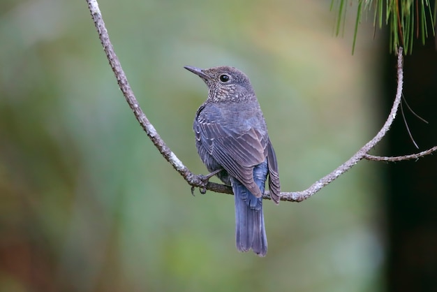 Castaño-hinchado Rockthrush MonticolaPájaros de Tailandia