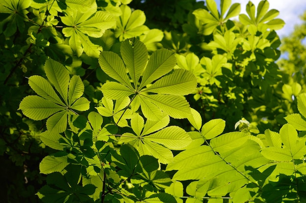 Castaño hojas castaños