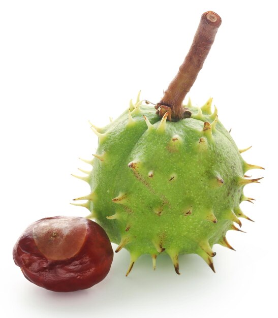 Castaño de Indias con fruta verde sobre fondo blanco.