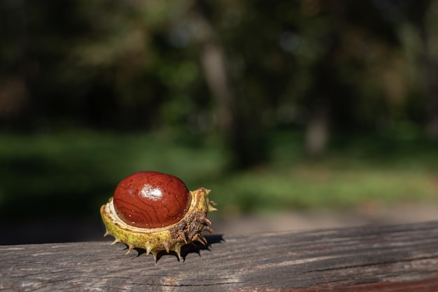 Castaño de Indias en la piel. Castaño en un día de otoño. Frutas de otoño. Colores de otoño.