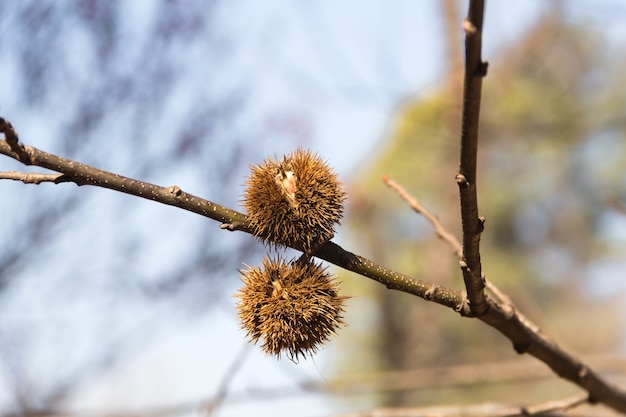 Castaño maduro en la rama de un árbol