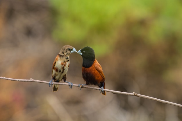 Castaño Munia posado en una rama