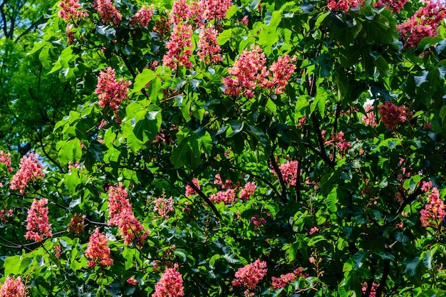 Castaño rojo Aesculus carnea floreciendo en primavera