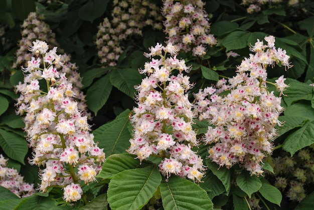 Castaños en flor con hermosas flores blancas