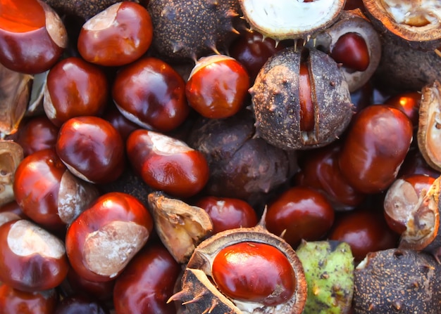 Castaños de Indias o Aesculus hippocastanum de cerca.