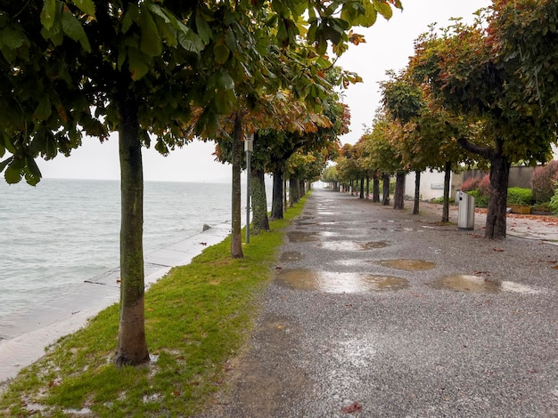 Castaños en Rapperswill bajo la lluvia