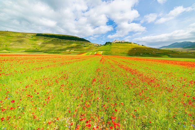 Castelluccio di Norcia Hochland, Italien, blühende Felder, touristische berühmte bunte blühende Ebene im Apennin. Landwirtschaft von Linsenernten und rotem Mohn.