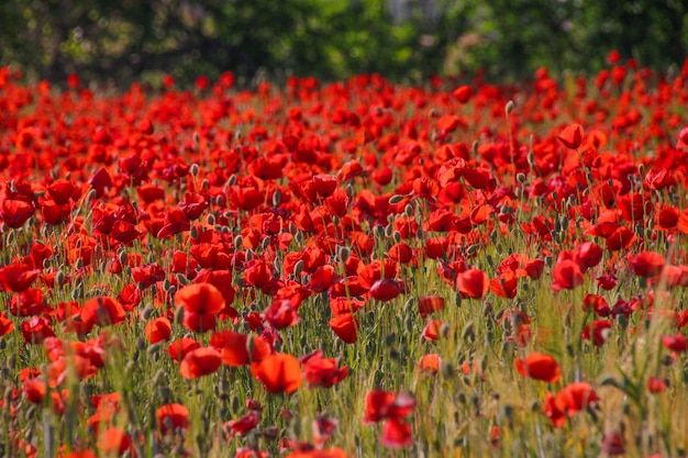 Castilla la Mancha Albacete Campo de amapolas em Ossa de Montiel