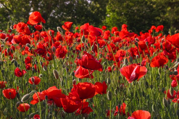 Castilla la Mancha Albacete Campo de amapolas em Ossa de Montiel