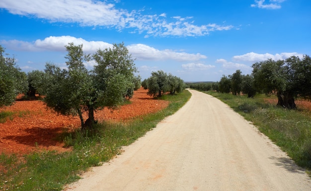 Castilla La Mancha oliveiras em Cuenca