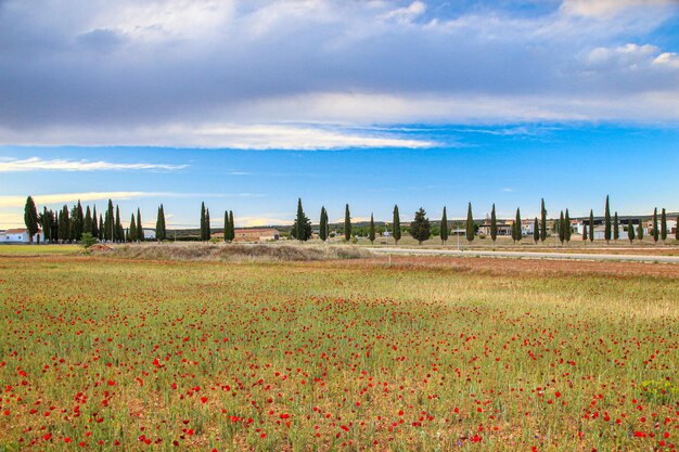 Castilla la Mancha Albacete Campo de amapolas en Ossa de Montiel