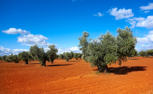 Castilla La Mancha De Olivos En Cuenca