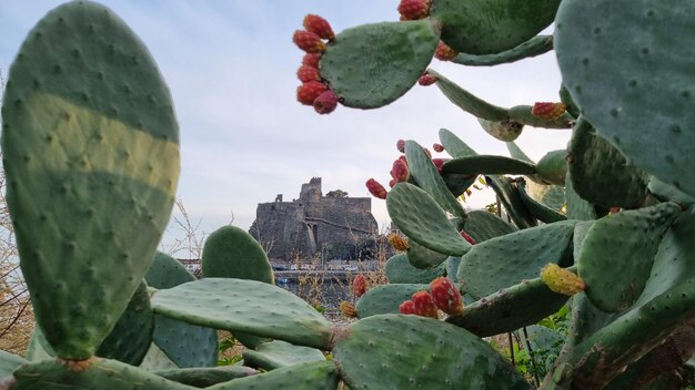 CASTILLO DE CACTUS ACICASTELLO SICILIA ITALIA