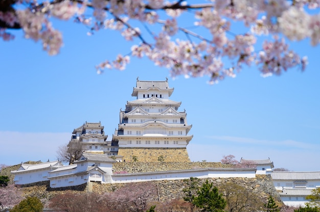 Castillo de Himeji con cielo azul y sakura o flor de cerezo en primer plano.