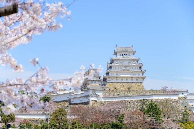 Foto castillo de himeji con cielo azul y sakura o flor de cerezo en primer plano.