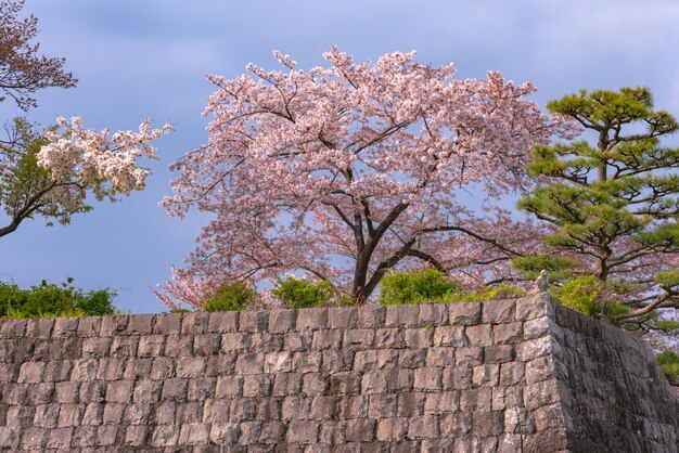 Castillo Sunpu TatsumiYagura durante los cerezos en flor Shizuoka Japón