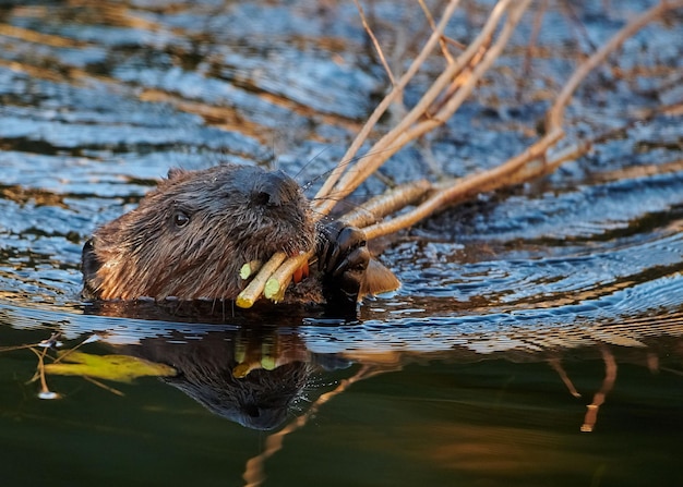 Foto el castor eurasiático nadando con pequeñas ramas en la boca con un fondo borroso