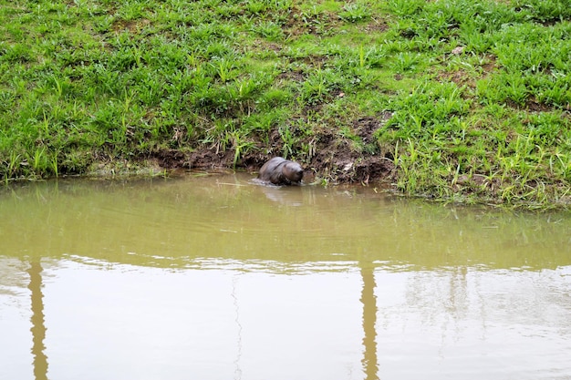 Un castor marrón normal nada en un estanque con agua sucia y hierba verde en la orilla