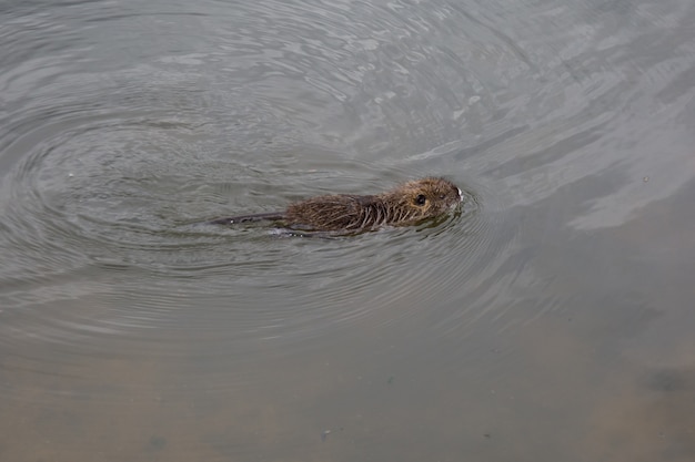 Castor (Myocastor coypus) nadando en el río