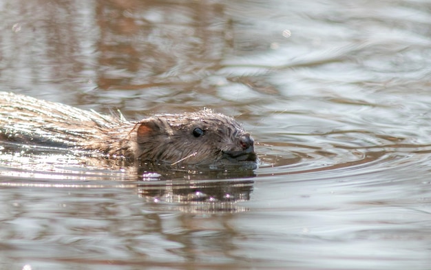 un castor nadando en un cuerpo de agua con el nombre de castor en él