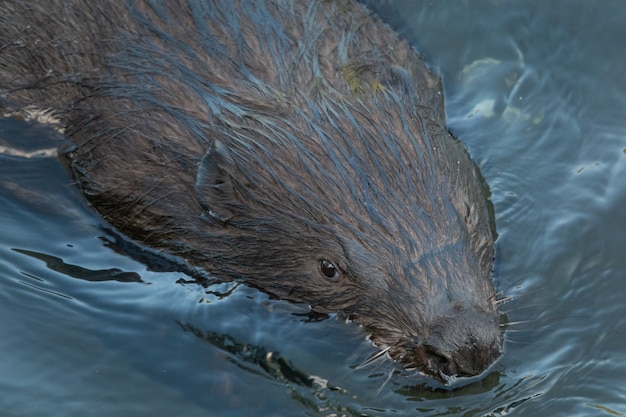 Castor salvaje comiendo en el río