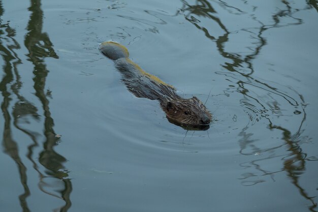 Castor salvaje nada en el río