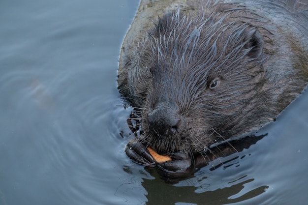 Castor selvagem comendo no rio