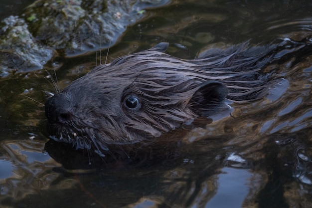 Castor selvagem nada no rio