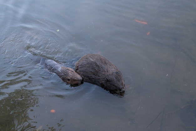 Castor selvagem nada no rio