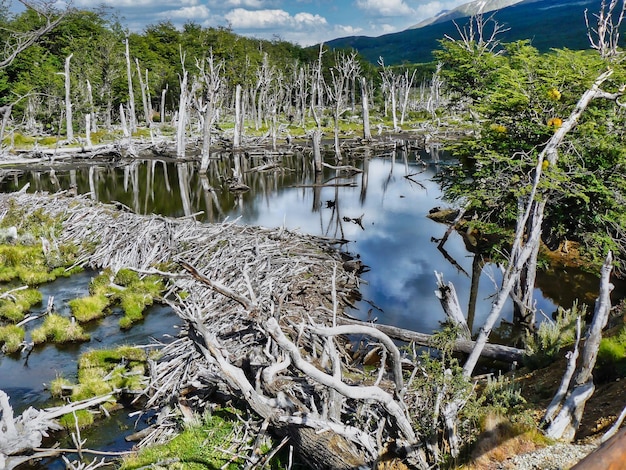 Castorera em Ushuaia dano ecológico