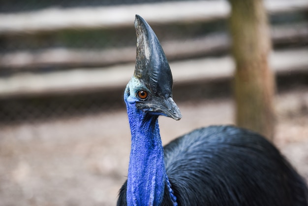 Casuar em um zoológico