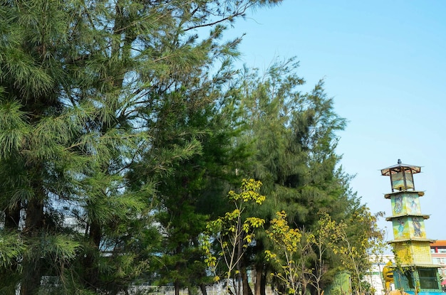 Casuarina equisetifolia árvore