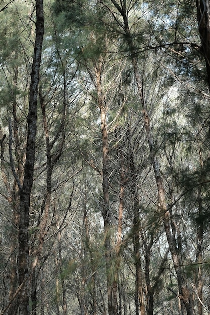 Casuarina equisetifolia, nomes comuns Carvalho She-oak ou Cavalinha She-oak. pinheiro australiano. de praia.