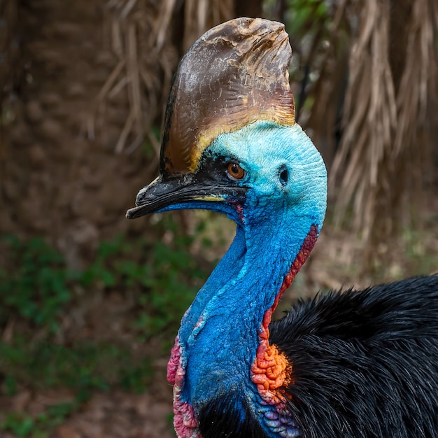 Foto casuario meridional, casuarius casuarius