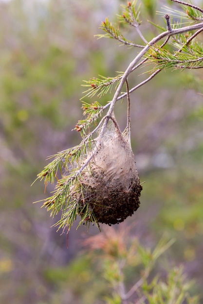 Casulo de lagartas closeup