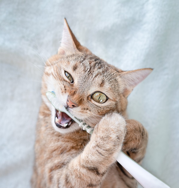 Foto cat se cepilla los dientes con un cepillo de dientes