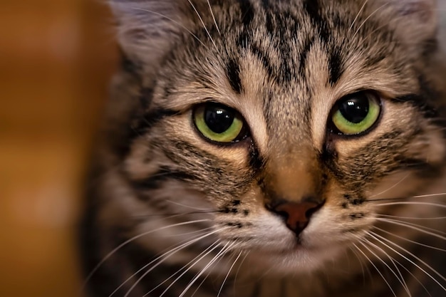 Cat Closeup Portrait Katze in die Kamera schaut