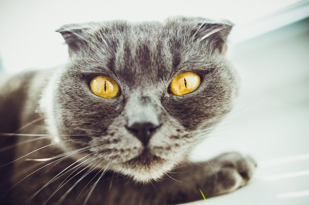 Cat es una raza Scottish fold