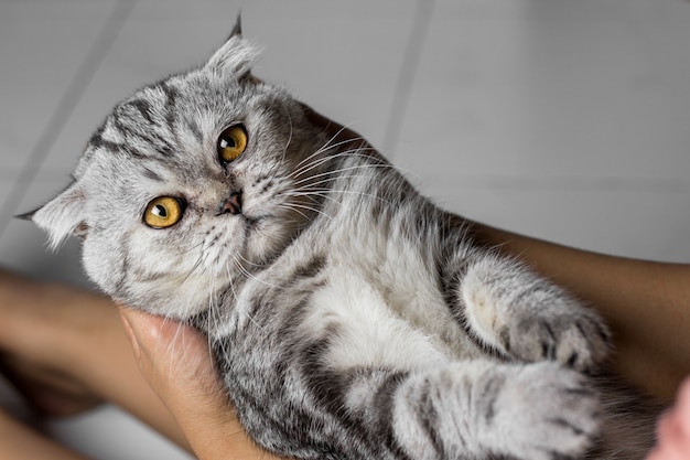 Cat está sosteniendo en sus brazos.