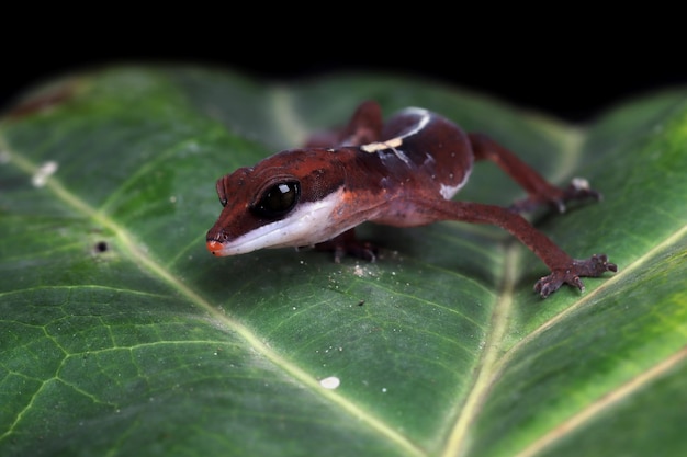 Cat Eye Gecko Nahaufnahme auf grünen Blättern Baby Cat Eye Gecko Nahaufnahme